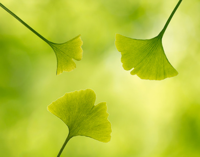 Ginkgo_leaves_in_a_forest_xs.jpg